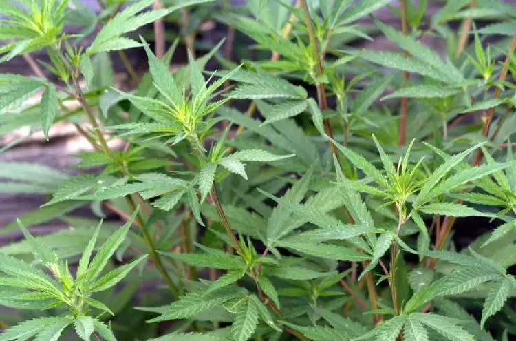 Parlamento aprova legalização da canábis para fins medicinais, proposta pelo Bloco